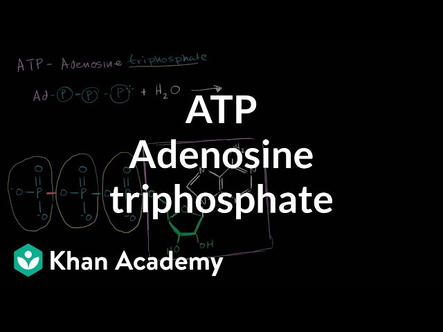 Vidéo Prononciation de adenosine diphosphate en Anglais