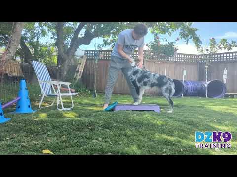 wipe wipe - training a dog for touching - wiping before fast cat/lure