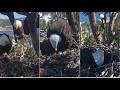 SHADOW BRINGS JACKIE A COOT FOR LUNCH EXTRA FLUFF SHADOW ON EGG DUTY Big Bear FOBBVCAM 2 25 26