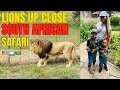 Up Close With Lions At Lion Safari Park Hartbeespoort South Africa