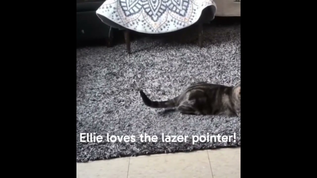 Eloise, a ADOPTABLE mixed breed in Toronto, ON video 6/6