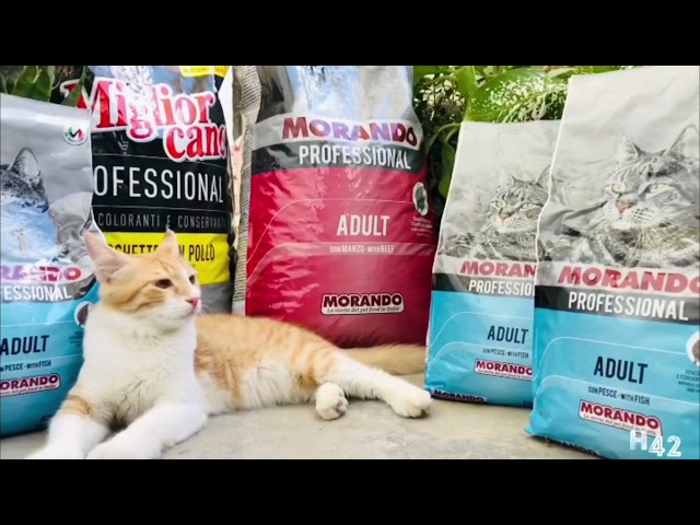 موراندو-أكل قطط15kgMorando-Dry food