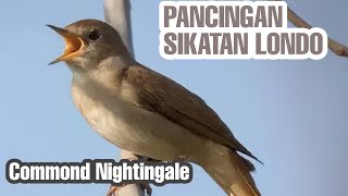 Download lagu pancingan burung sikatan londo | nightingale mp3
