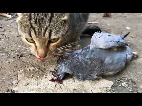 Cat eating a pigeon | Not for sensitive viewers