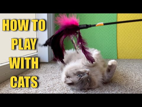 HOW TO PLAY WITH CATS: 7 creative games to entertain ragdoll cats