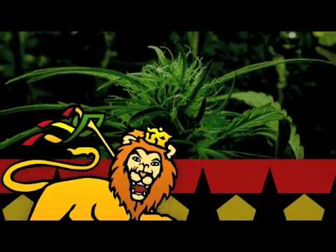 Mykal Rose Ft. Cali P And  Mitch - Mr Collie (Colliemonster Riddim)