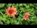 Flowers From Holland