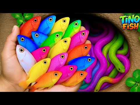 Catch colorful ornamental fish in tiny pond, baby turtle, goldfish, platy fish, betta fish, eel, koi