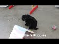 Lhasa Apso dogs for sale: Easton - Video 1