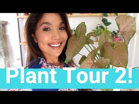 Plant Tour 2018 | Fall Houseplant Tour
