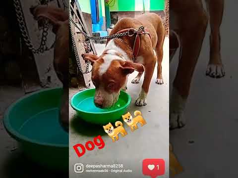 Dog 🐕#Deepa