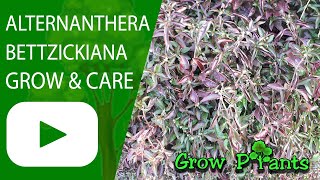 Alternanthera bettzickiana – grow, care & eat (Parrot-leaf or Sanguinarea)