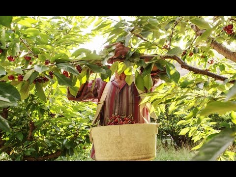 download lagu mp3 mp4 Fruit Co, download lagu Fruit Co gratis, unduh video klip Fruit Co