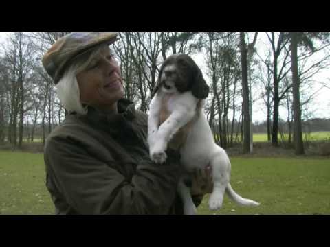 download lagu mp3 mp4 Springer Spaniel Kennel, download lagu Springer Spaniel Kennel gratis, unduh video klip Springer Spaniel Kennel