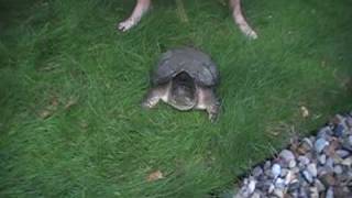 preview picture of video 'Nateherps- Common snapping turtle'
