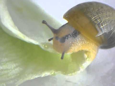 Quando a gattini per avvelenare vermi Come trattare un ficus parassiti
