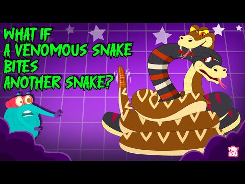 Deadliest Battle | Rattle Snake vs Cobra | What Happens If a Venomous Snake Bites Another Snake?