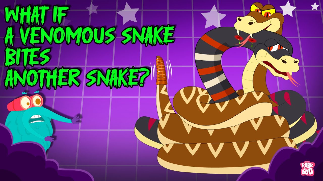 Deadliest Battle | Rattle Snake vs Cobra | What Happens If a Venomous Snake Bites Another Snake?