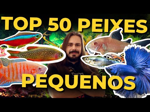 🔴TOP 50 SMALL FISH AND INVERTEBRATES FOR AQUARIUMS |Mr. Betta|