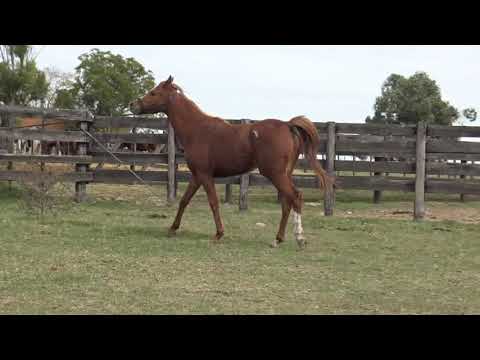 Lote BH GITANA DE MARWAN