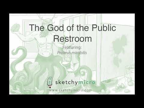 Gram - bacilli enteric tract(8)