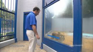 Real Sports with Bryant Gumbel: Live Mascots (HBO Sports)