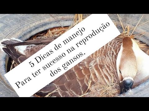, title : '5 Dicas de manejo Para obter sucesso na reprodução dos gansos.'