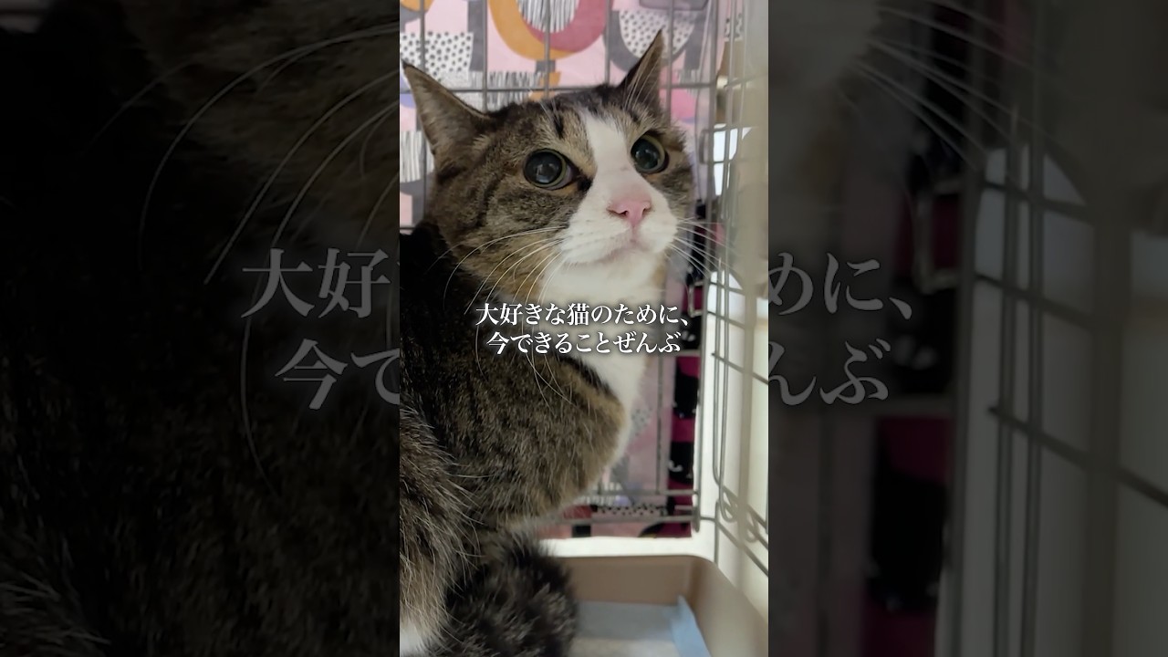保護することの大切さ #保護猫 #ねこ #ネコ