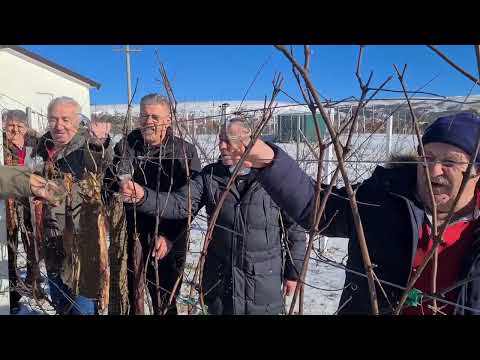 Vincekovo u Vinariji Kosalj, Mokronoge: Tradicija, Vinogradarski Blagoslov i Vrhunska Vina!