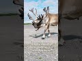 Majestic Caribou Antlers #animals #facts