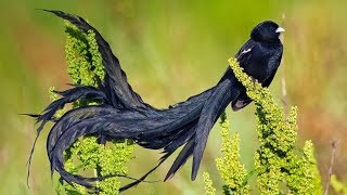 Download lagu KICAUAN burung alam liar paling indah dengan aliran air untuk terapi, rileksasi,ketenangan #1 mp3 Download lagu KICAUAN burung alam liar paling indah dengan aliran air untuk terapi, rileksasi,ketenangan #1 mp3