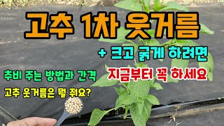 고추1차 추비웃거름비료 주는 시기와 방법, 비료만 잘 줘도 다수확가능 이것만은 꼭 하자 #이맘때멀티 #고추추…