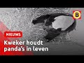 Bamboekweker zorgt voor eten veeleisende pandamoeder | Omroep Brabant