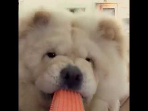 chow chow Bao bao又可以刷毛，又可以當玩具～😋🐶🐾😘