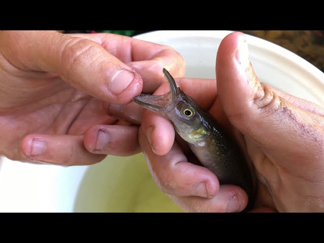 RARE TOOTHED MYSTERY MINNOW BITES