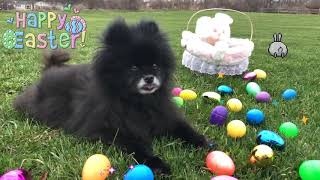 Happy Easter!!  Learning how to make gifs.