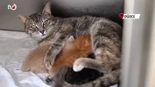 Ölümden Dönen Yavru Kedilere Süt Anne Kucak Açtı