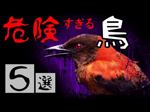 2世代後の新しい鳥類