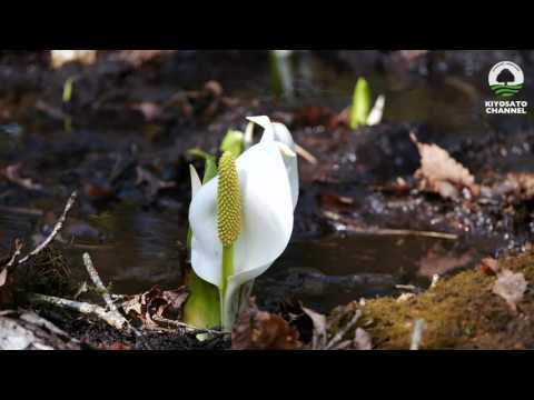 美し森　ミズバショウ