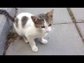Котики - "Няшки"/ Funny Cat / 有趣的猫 