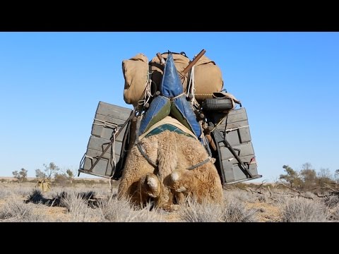 Das Kamel. // VW Spot Parodie