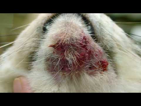 5 Types of Cat Scabs + Treatment - Meowkai