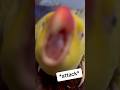 Beaker To The Rescue Grumpy Talkingparrot Talkingbird Cuteanimals Funnyanimals