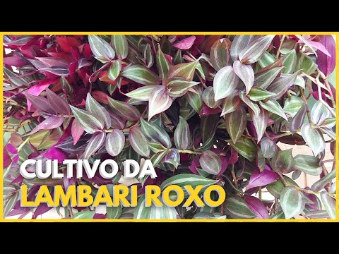 Saúde – Saiba os Benefícios da Planta Lambari Roxo para a Saúde