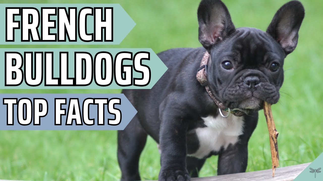 Pros & Cons of Owning a French Bulldog | Video