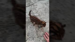 Download lagu menjinakkan kucing hutan mp3