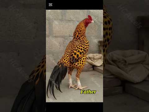 mashallah #amroha #aseel #pakistan #aseel #foryou #Mianwali #aseel