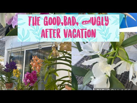 Checking on my orchids after vacation- Blooms galore!