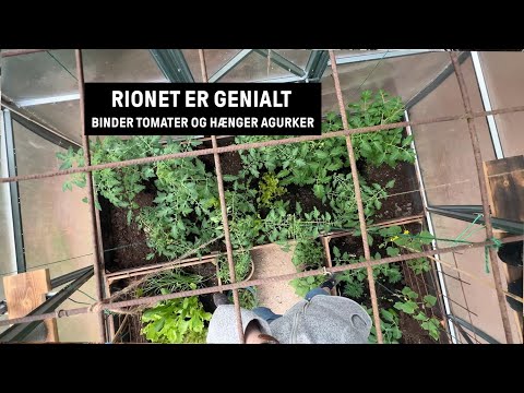 TØR DET SELV - binder tomater op i armeringsjern (rionet) og skaber hængende agurker i drivhuset