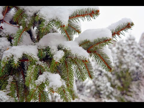 Mugur, Mugur, Mugurel - Vechi colind romanesc